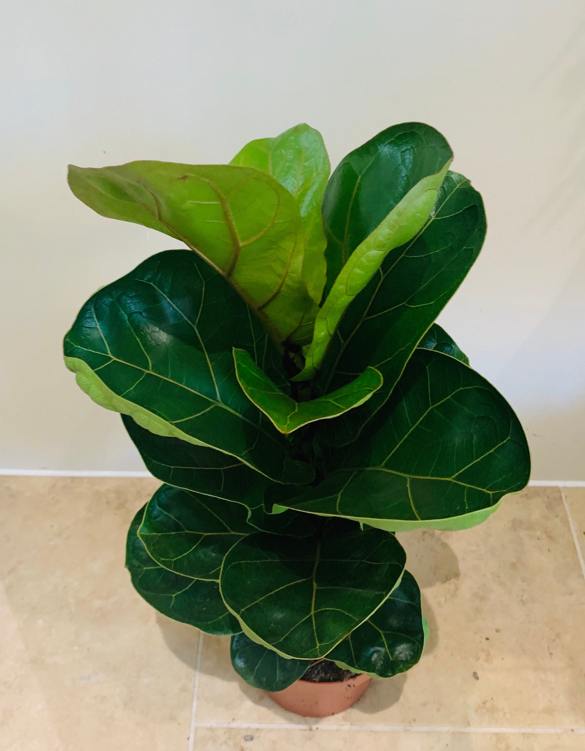 Ficus Lyrata Bambino Fiddle Leaf Fig Cassandra's Plants