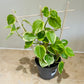 Peperomia Scandens Variegata (Cupid Peperomia) with trellis in a 12cm pot Cassandra's Plants
