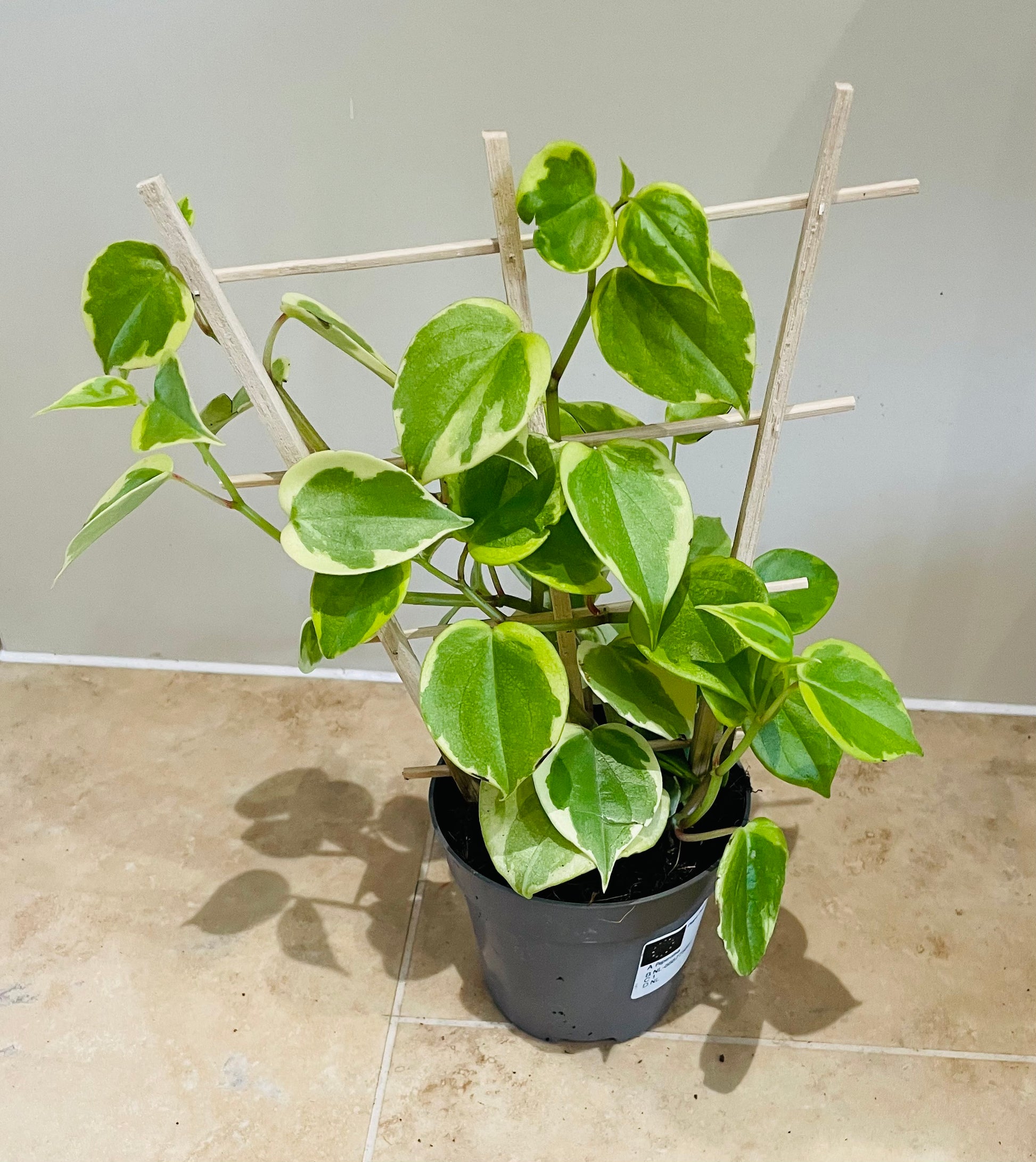 Peperomia Scandens Variegata (Cupid Peperomia) with trellis in a 12cm pot Cassandra's Plants