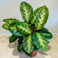 Calathea Misto / Albertii 12cm Pot Cassandra's Plants