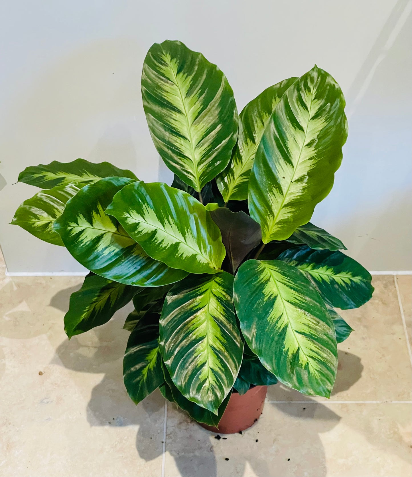 Calathea Misto / Albertii 12cm Pot Cassandra's Plants