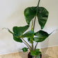 Alocasia Stingray 12cm Pot Cassandra's Plants
