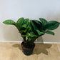 Zamioculcas Zenzi ZZ Plant Cassandra's Plants