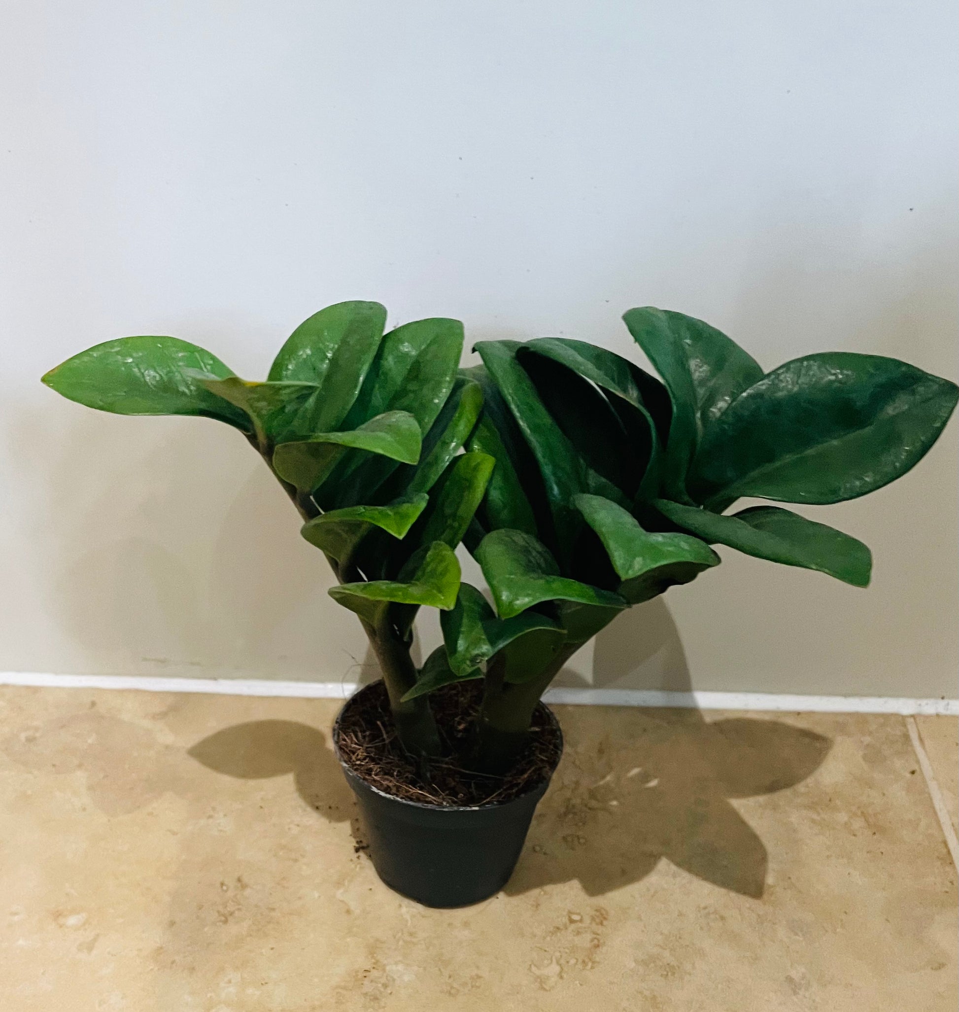 Zamioculcas Zenzi ZZ Plant Cassandra's Plants
