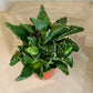 Faucaria Tigrina in 5.5cm Pot Cassandra's Plants