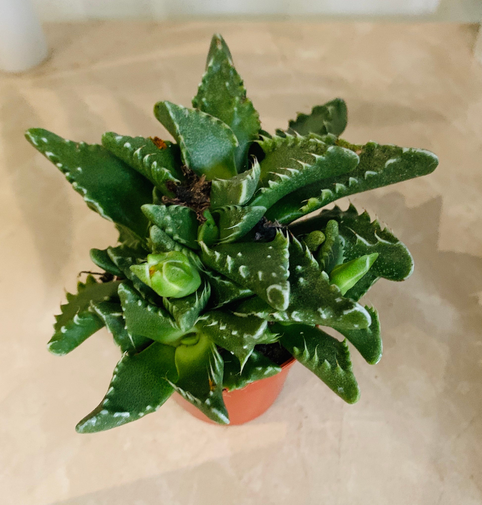 Faucaria Tigrina in 5.5cm Pot Cassandra's Plants