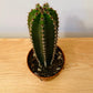 Pachycereus Marginatus in 5.5cm Pot Cassandra's Plants