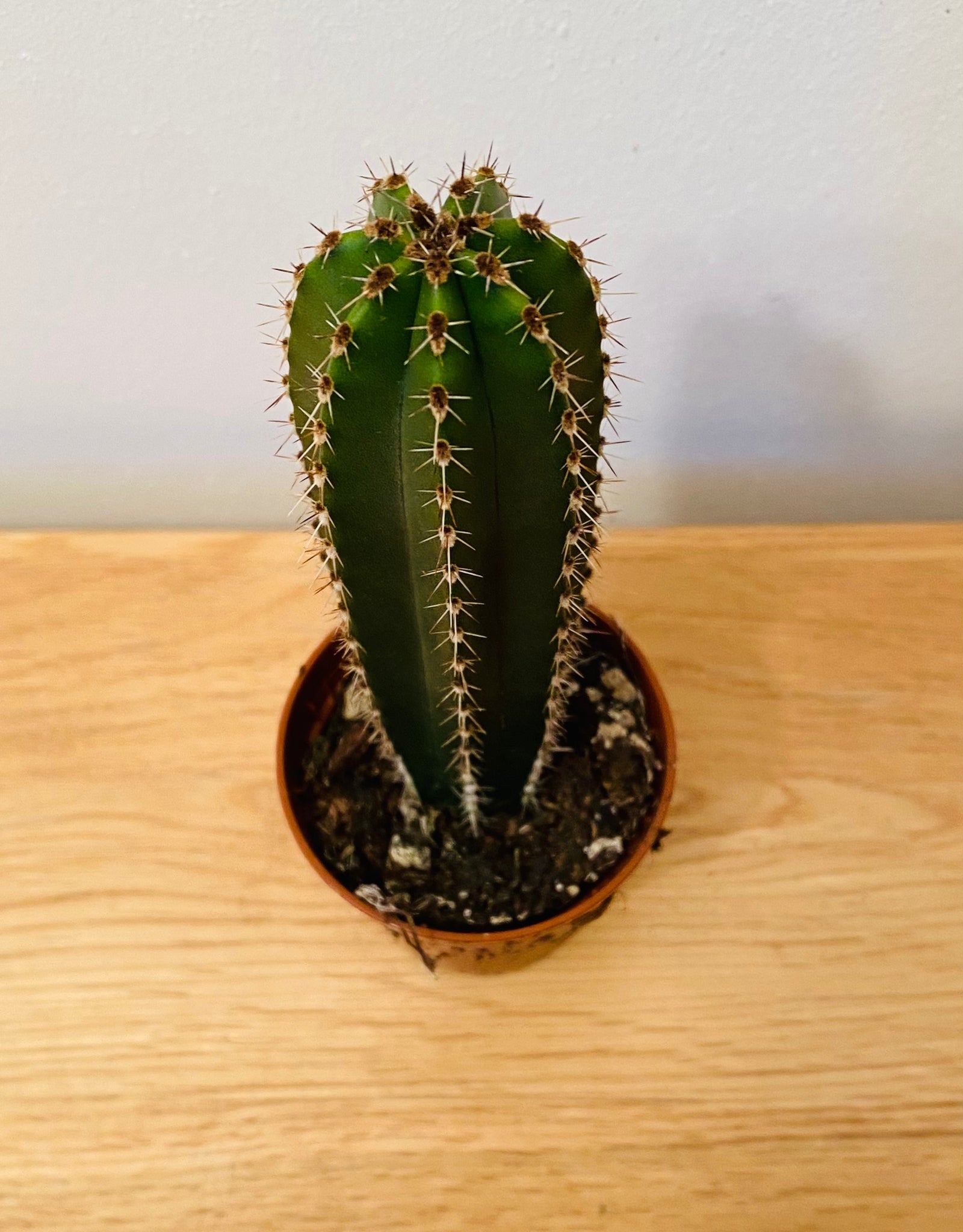 Pachycereus Marginatus in 5.5cm Pot Cassandra's Plants