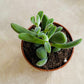 Crassula Rogersii 5.5cm Pot Cassandra'a Plants