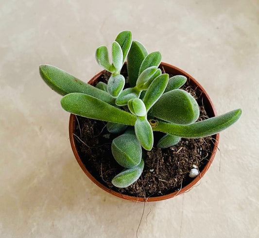 Crassula Rogersii 5.5cm Pot Cassandra'a Plants