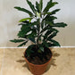 Plerandra (Dizygotheca) Elegantissima in a 8.5cm pot Cassandra's Plants