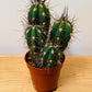 Stetsonia Coryne Cactus in 5.5cm Pot Cassandra's Plants