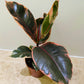 Ficus Elastica Belize ‘Rubber Plant’ in 12cm Pot Cassandra's Plants
