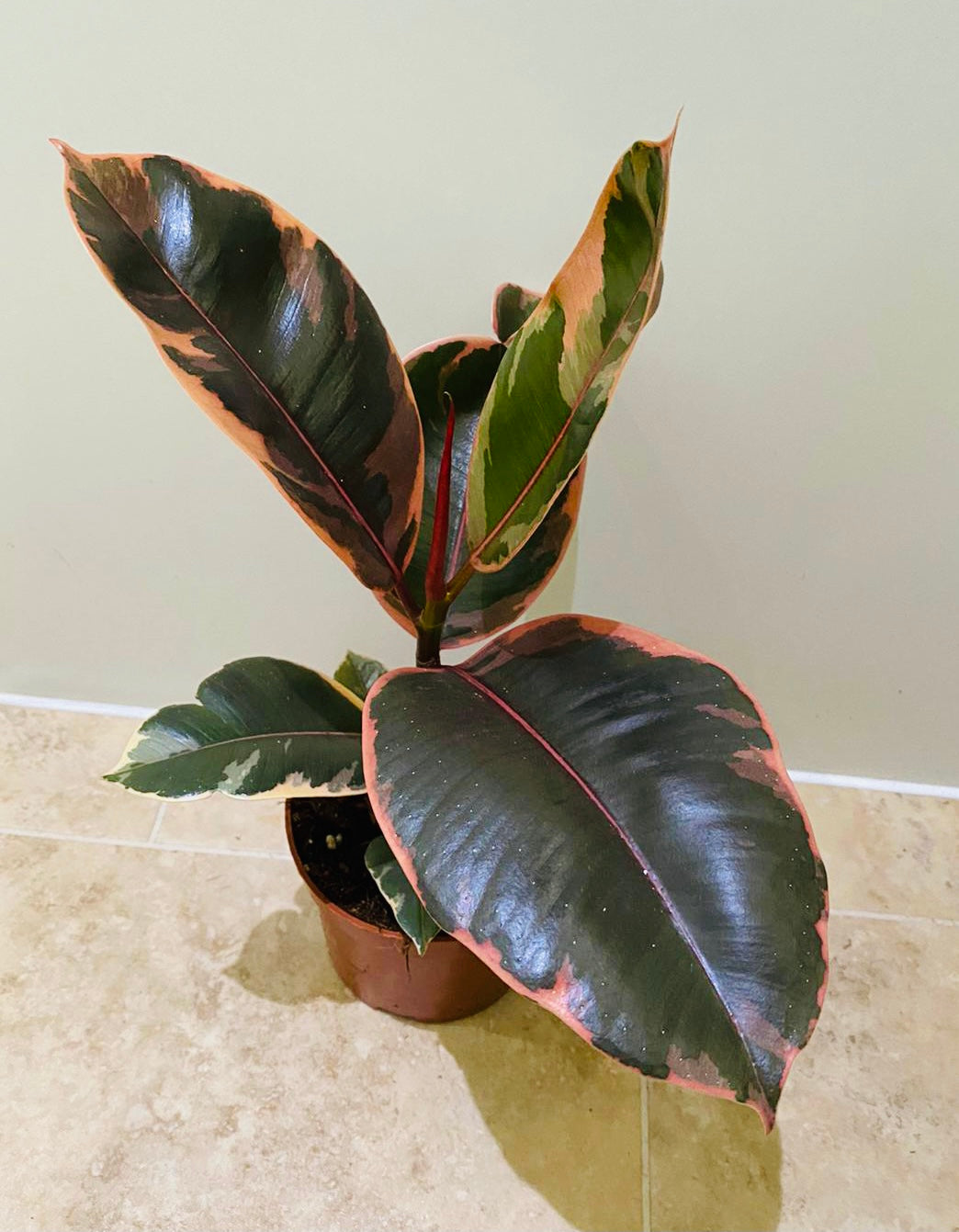 Ficus Elastica Belize ‘Rubber Plant’ in 12cm Pot Cassandra's Plants