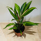 Cordyline Fruticosa Kiwi 13cm pot Cassandra;s Plants