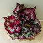 Begonia Rex “Raspberry Torte” 13cm Pot Cassandra's Plants