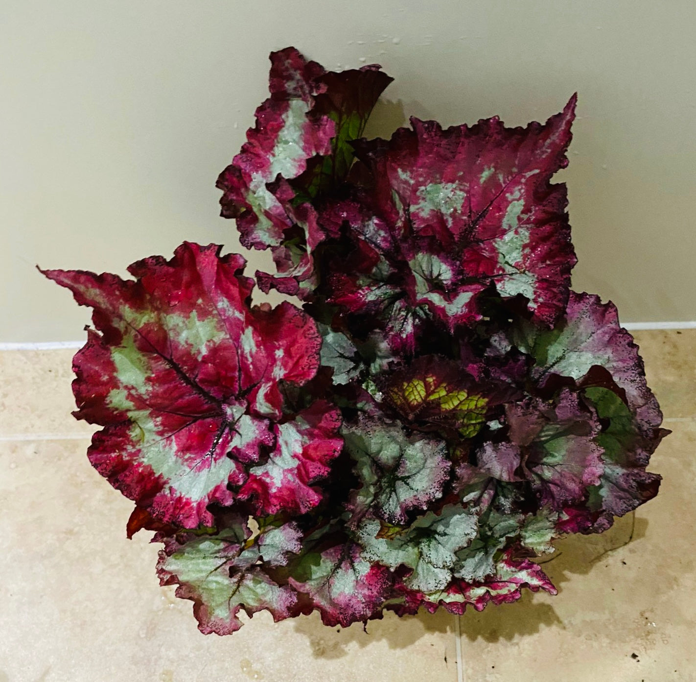 Begonia Rex “Raspberry Torte” 13cm Pot Cassandra's Plants