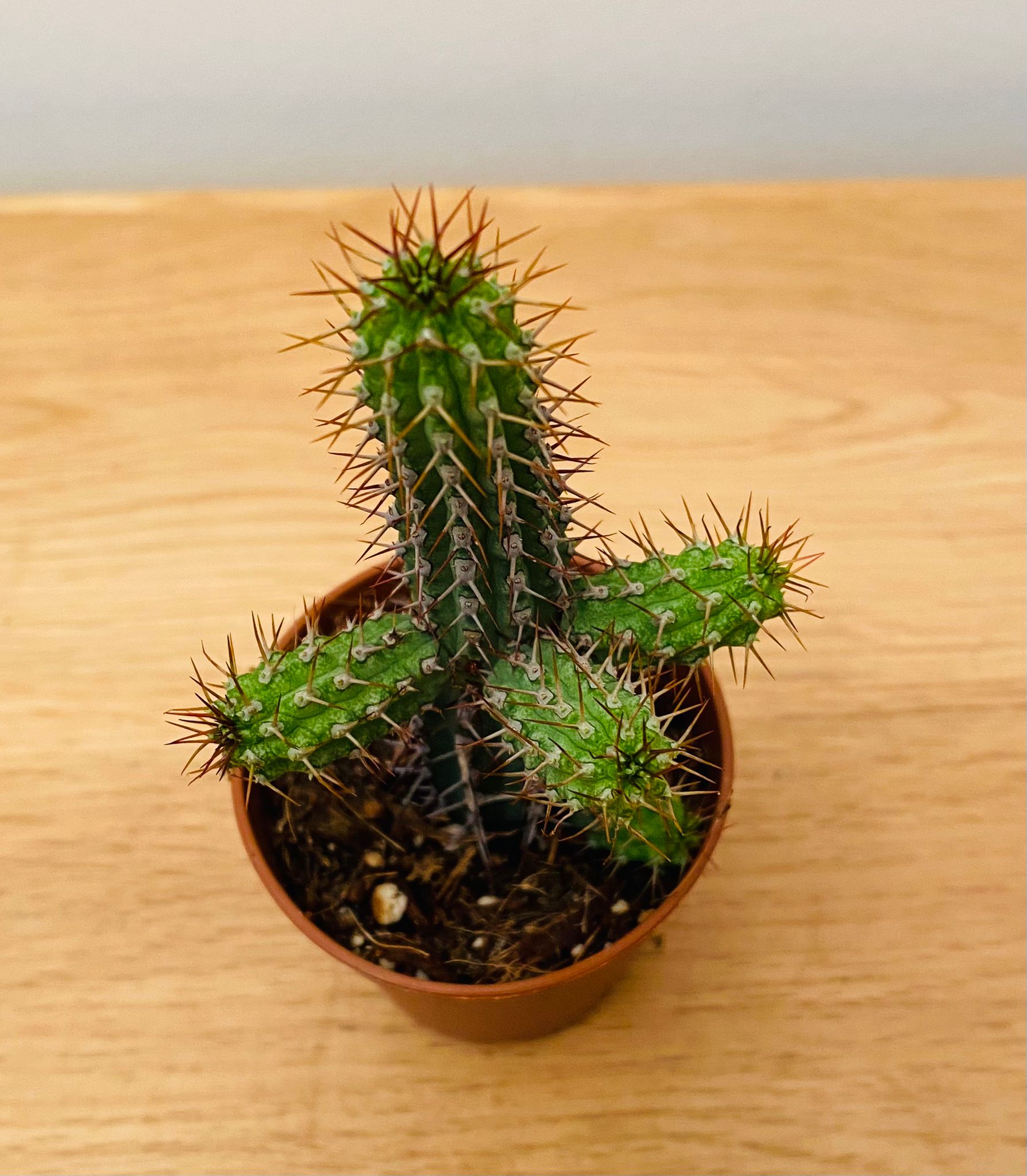 Euphorbia Baioensis in a 5.5cm Pot Cassandra's Plants