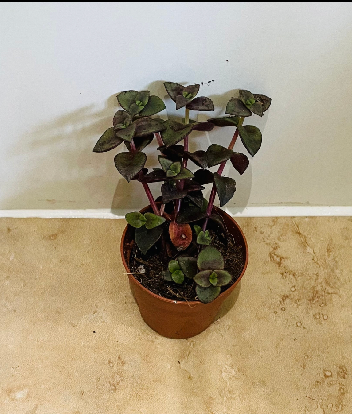 Crassula Pellucida subsp. Marginalis Rubra 5.5cm Pot Cassandra's Plants