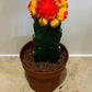 Gymnocalycium Mihanovichii Red and Orange Moon Cactus in a 8cm pot Cassandra's Plants