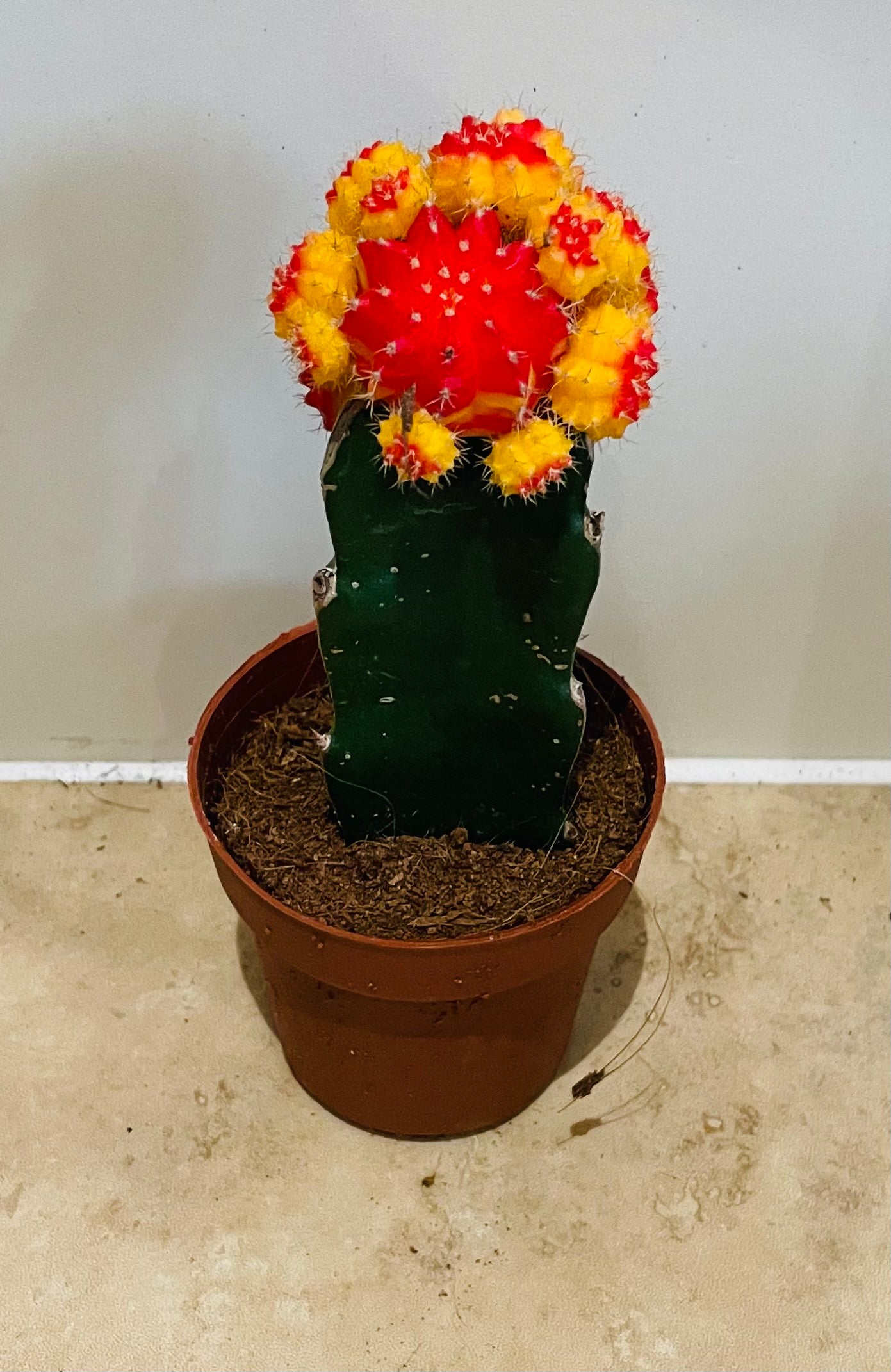Gymnocalycium Mihanovichii Red and Orange Moon Cactus in a 8cm pot Cassandra's Plants