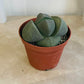 Pleiospilos Nelii Split Rock in 8.5cm pot Cassandra's Plants