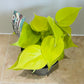 Philodendron Hederaceum Lemon Lime in a 12cm Pot Cassandra's Plants