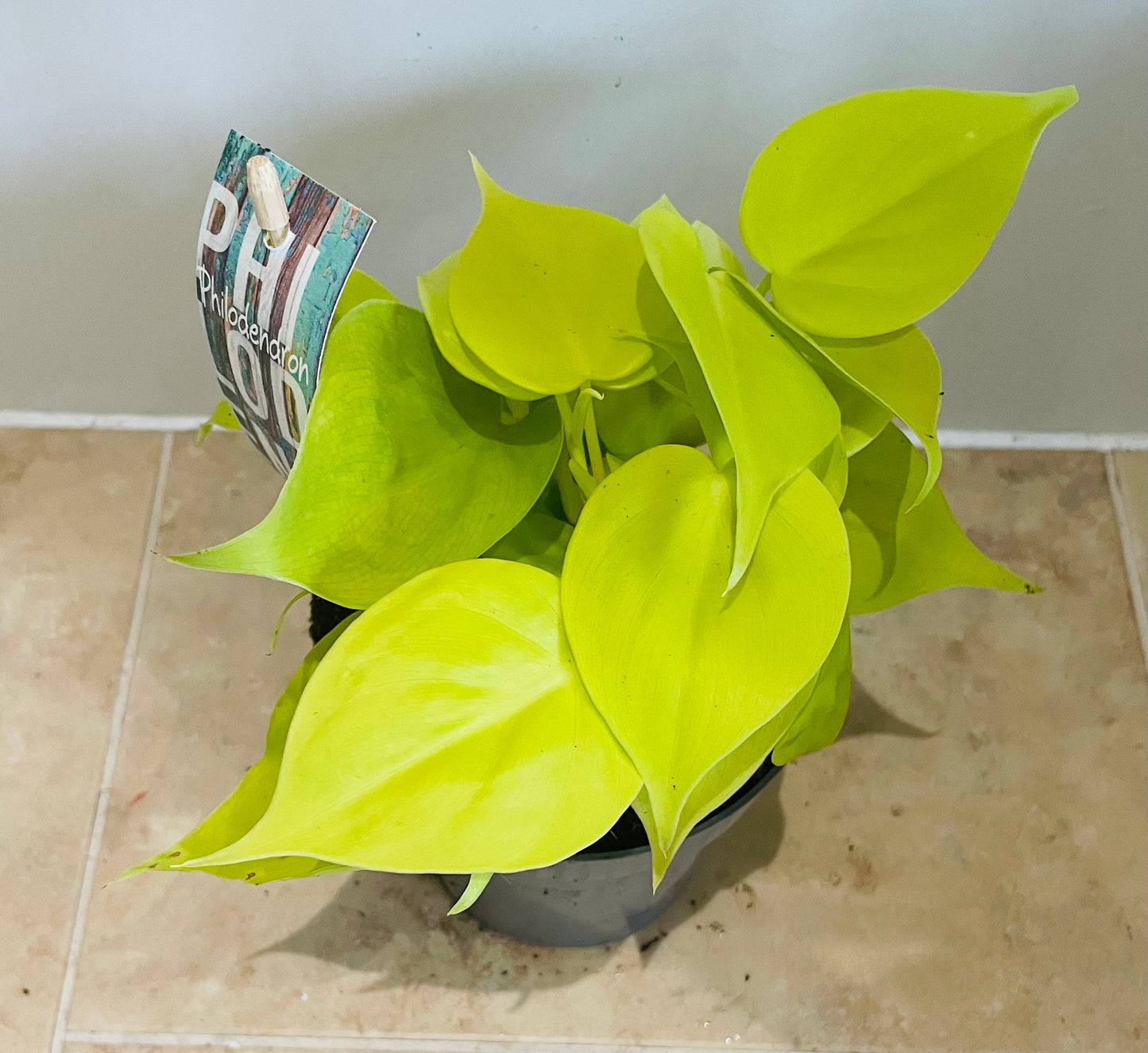 Philodendron Hederaceum Lemon Lime in a 12cm Pot Cassandra's Plants