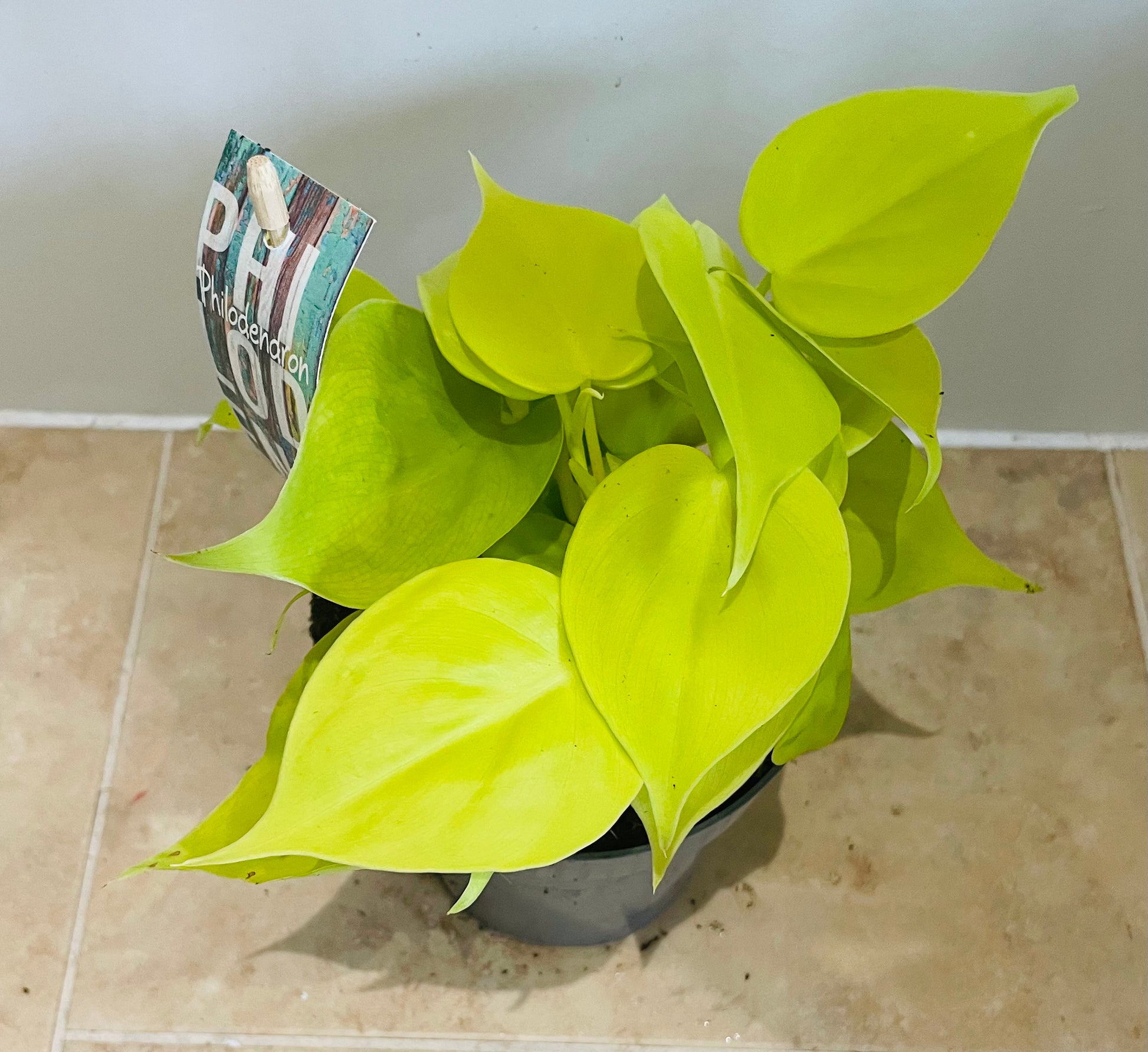 Philodendron Hederaceum Lemon Lime in a 12cm Pot Cassandra's Plants