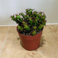 Euphorbia Lenewtonii In a 9 cm pot Cassandra's Plants