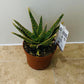Aloe Dannyz 10.5cm Pot Cassandra's Plants