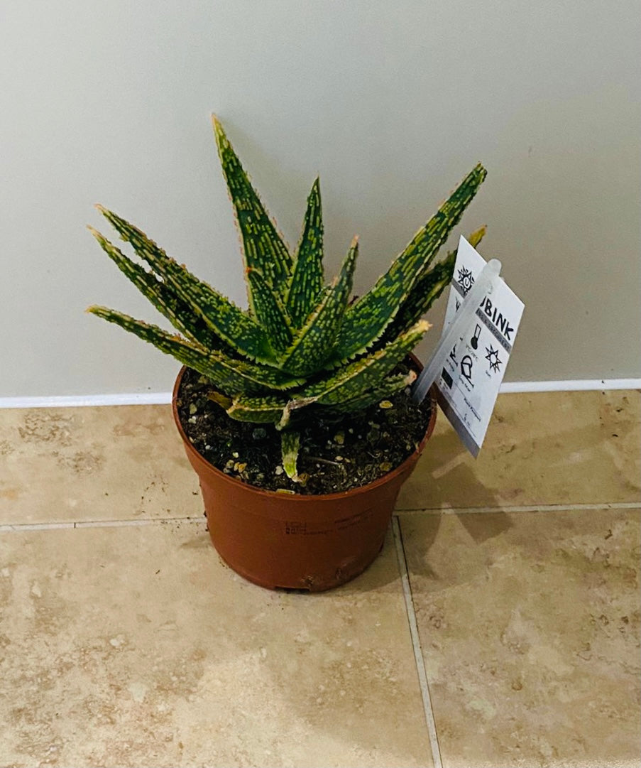 Aloe Dannyz 10.5cm Pot Cassandra's Plants