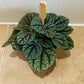 Peperomia Greyhound in a 6cm pot Cassandra's Plants