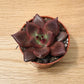Echeveria Taurus/ Agavoides Romeo Succulent in 5.5cm Pot Cassandra's Plants