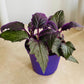 Gynura Aurantiaca Purple Passion in a 7cm pot Cassandra's Plants