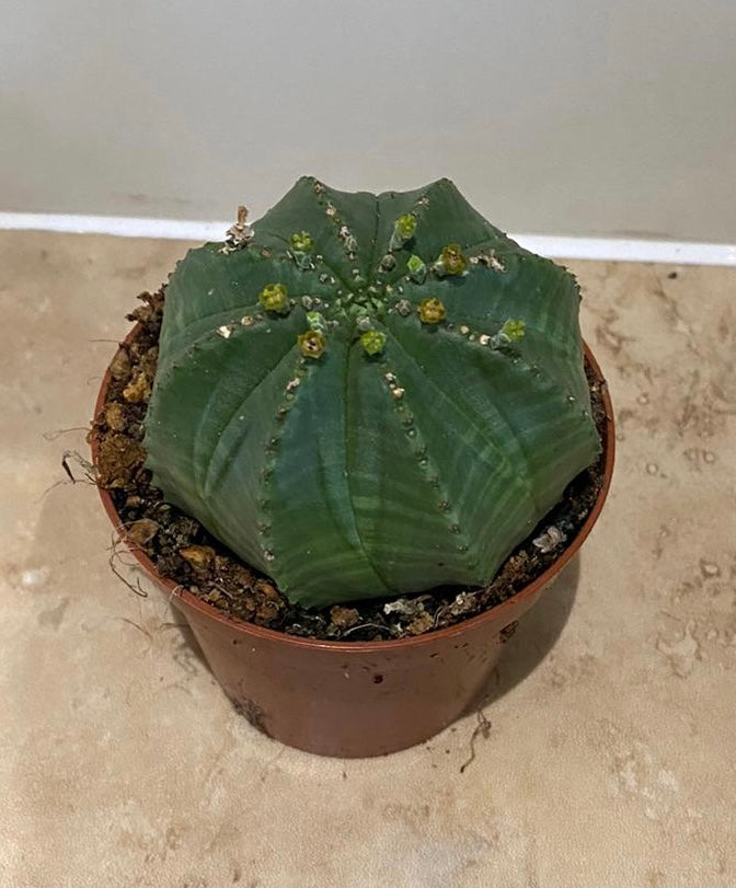 Euphorbia Obesa 8.5cm Pot Cassandra's Plants