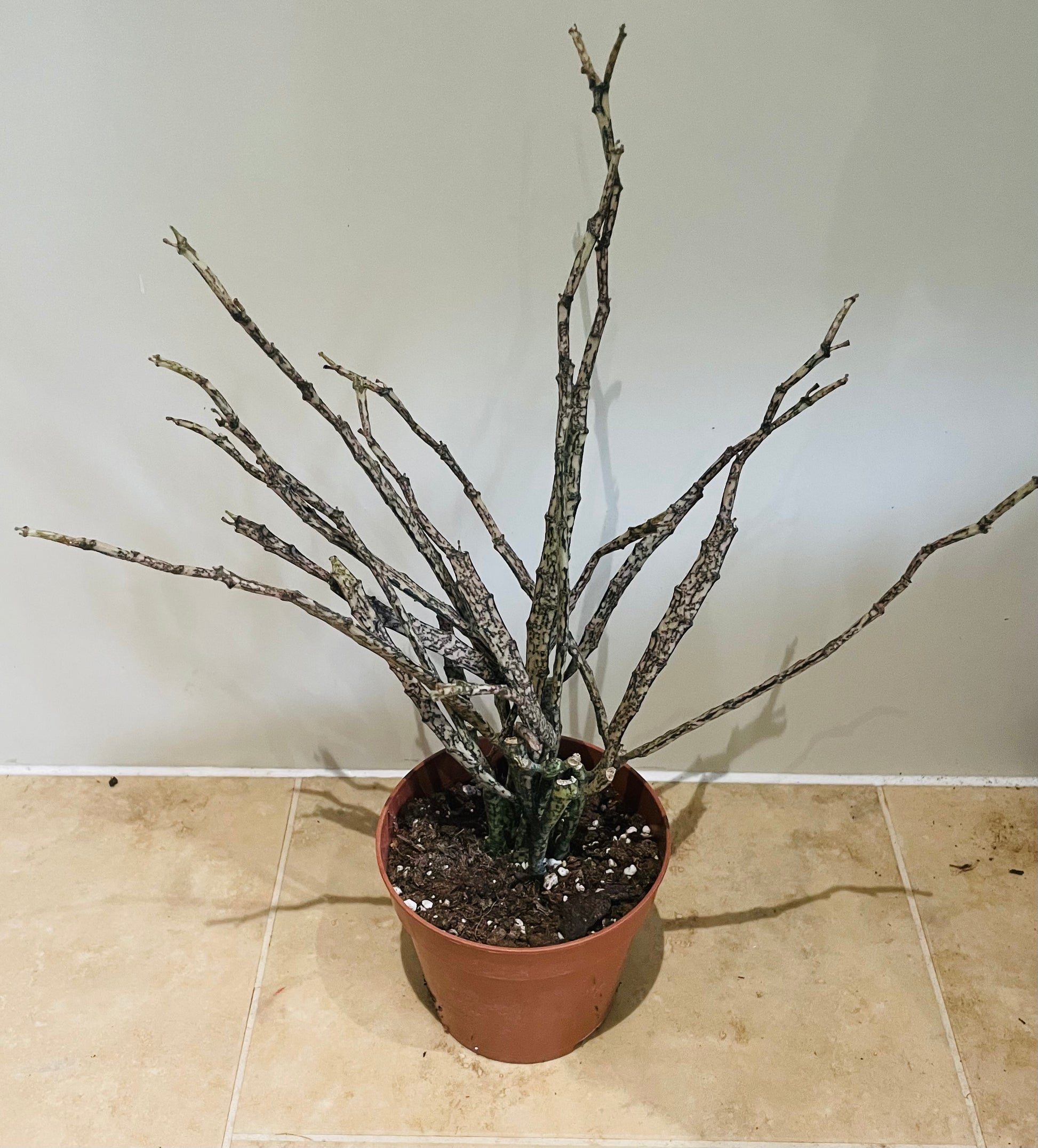 Euphorbia Platyclada 12cm Pot Cassandra's Plants