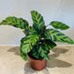 Calathea Louisae 12cm Pot Cassandra's Plants