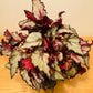 Begonia Rex “Red Dwarf” 13cm Pot Cassandra's Plants