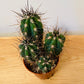 Stetsonia Coryne Cactus in 5.5cm Pot Cassandra's Plants
