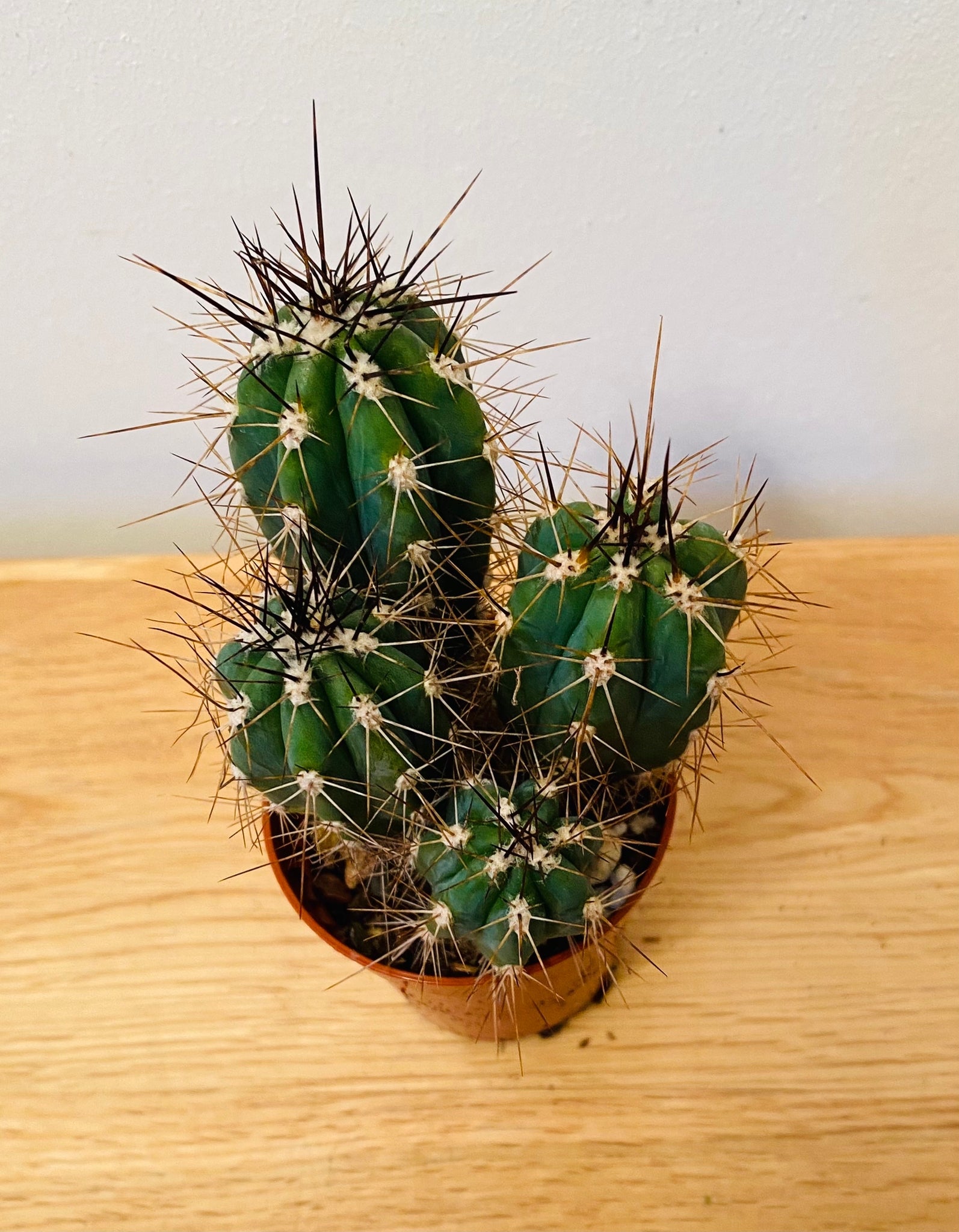 Stetsonia Coryne Cactus in 5.5cm Pot Cassandra's Plants