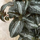 Pilea Spruceana "Silver Tree" in 2 sizes Cassandra's Plants