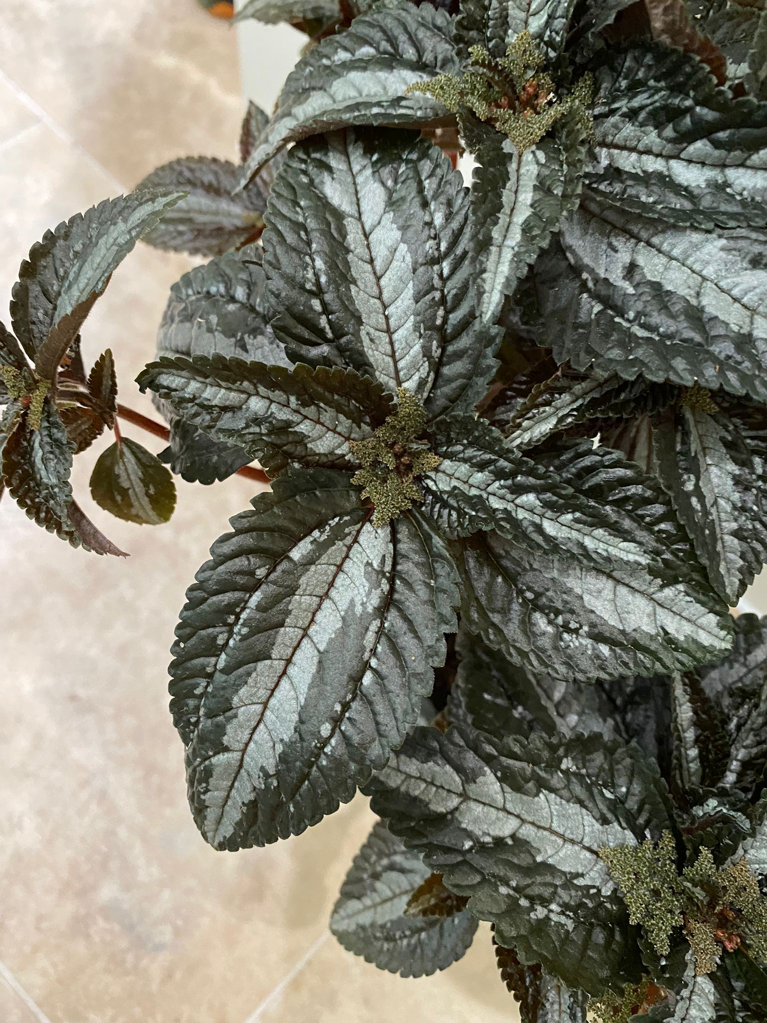 Pilea Spruceana "Silver Tree" in 2 sizes Cassandra's Plants