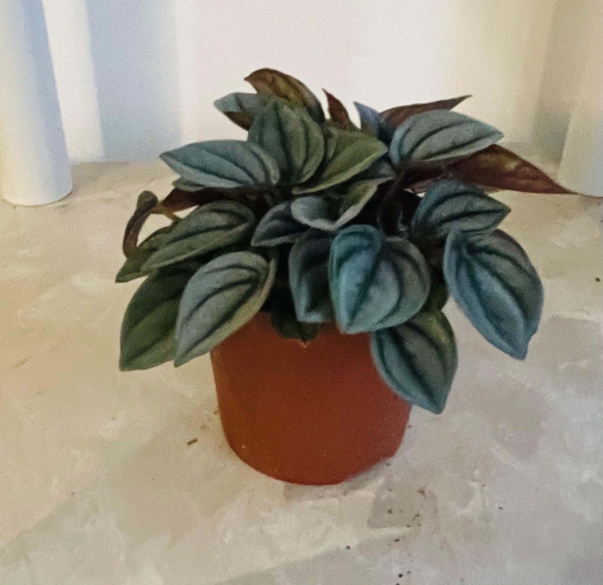 Peperomia Napoli Nights Cassandra's Plants
