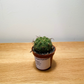 Matucana Madisoniorum 5.5cm Cassandra's Plants