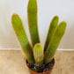 Cleistocactus Winteri "Rat Tail" 9cm Pot Cassandra's Plants