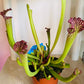 Sarrancenia Flava in a 9cm pot Cassandra's Plants