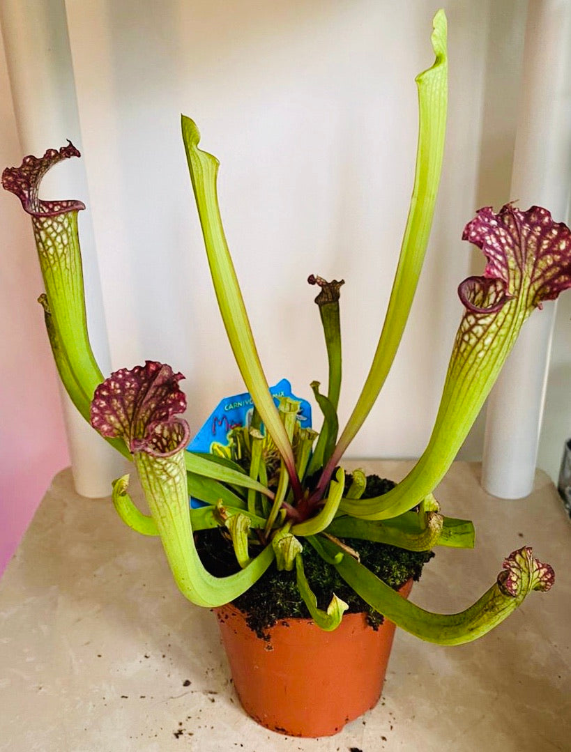 Sarrancenia Flava in a 9cm pot Cassandra's Plants