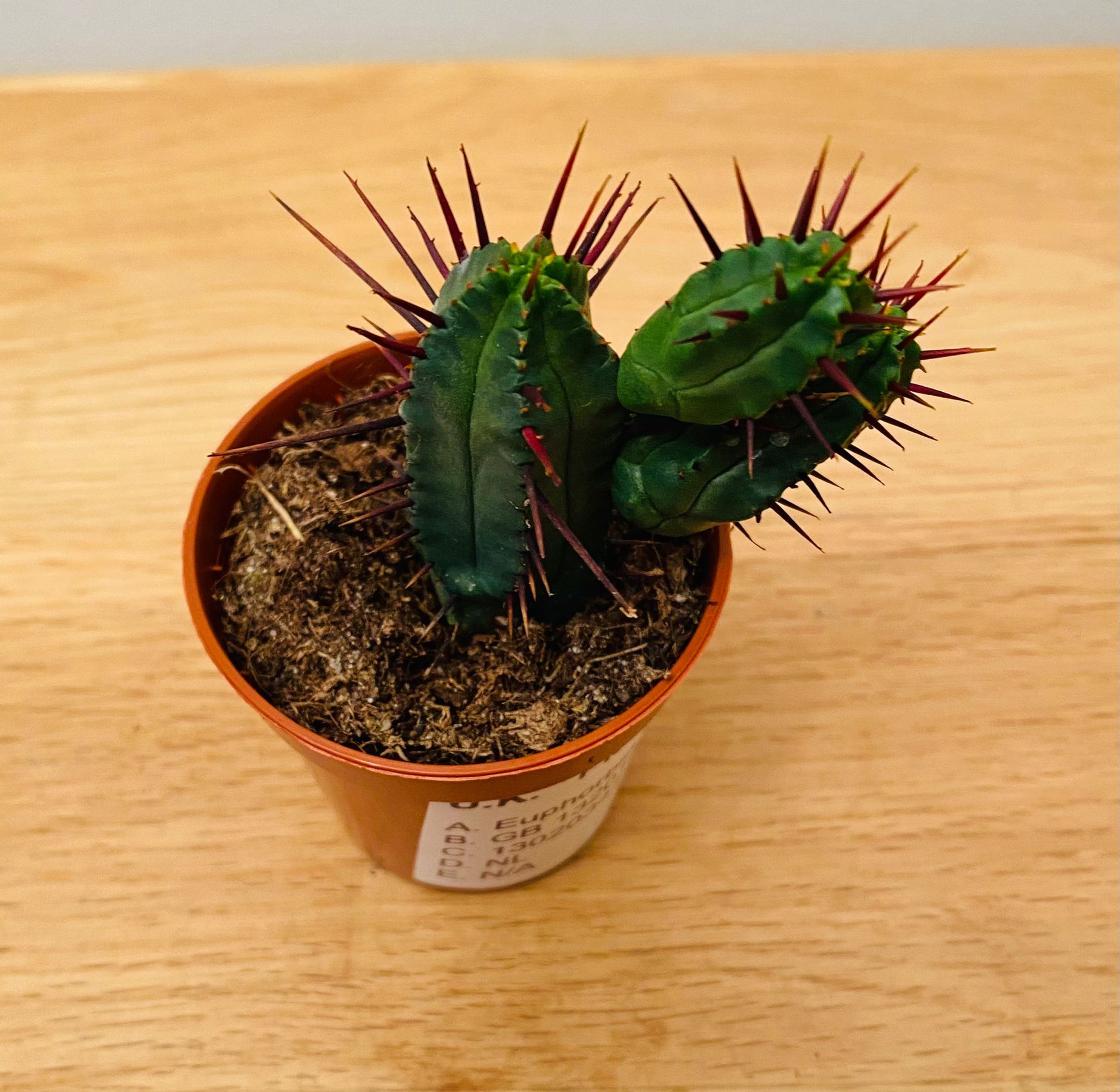 Euphorbia Enopla in a 5.5cm Pot Cassandra's Plants