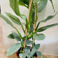 Philodendron Silver Queen in a 17cm pot Cassandra's Plants